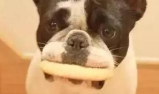 金毛可以吃面包吗 狗狗能吃面包吗